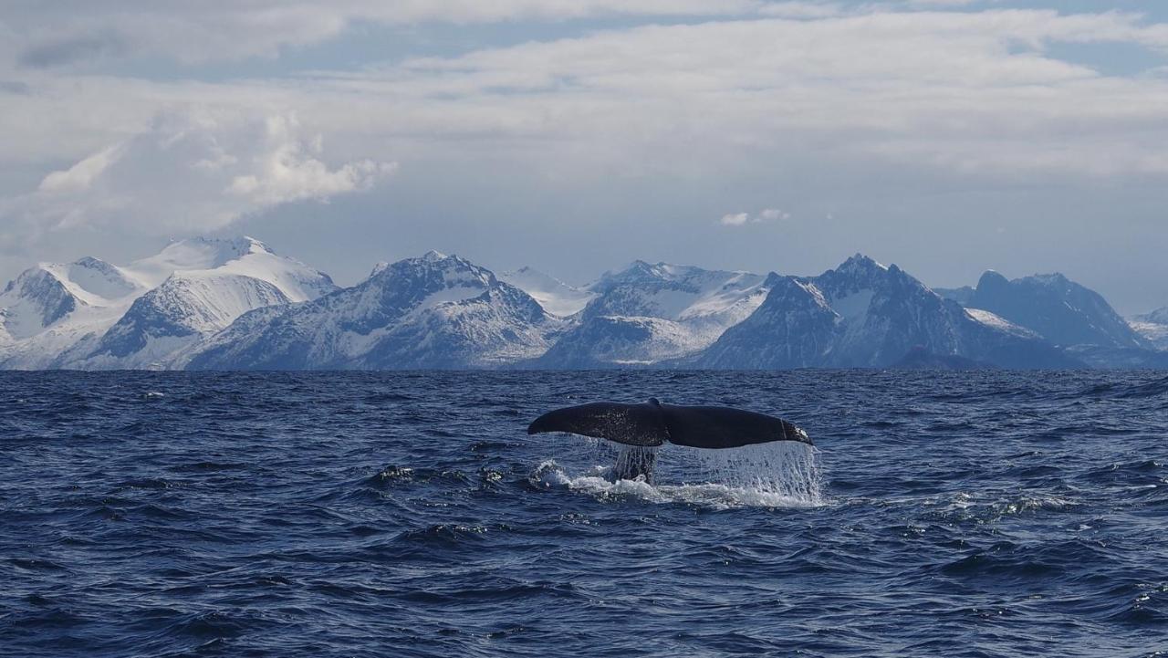 Prima Lofoten Myrland Kültér fotó