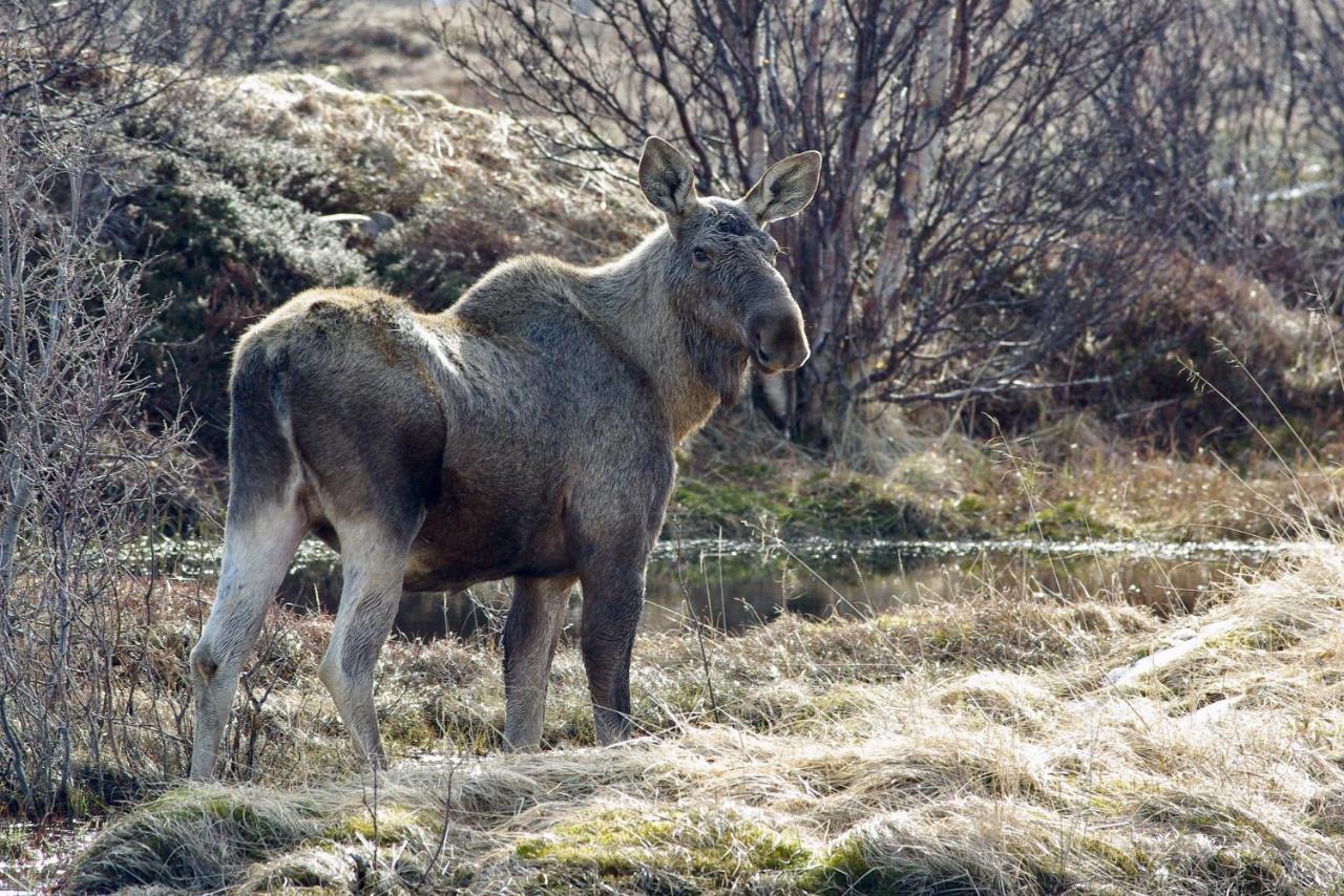 Prima Lofoten Myrland Kültér fotó
