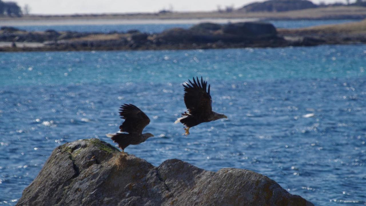 Prima Lofoten Myrland Kültér fotó